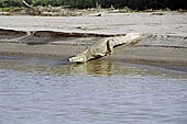 Manu reserve, cayman on the Rio Alto Madre De Dios